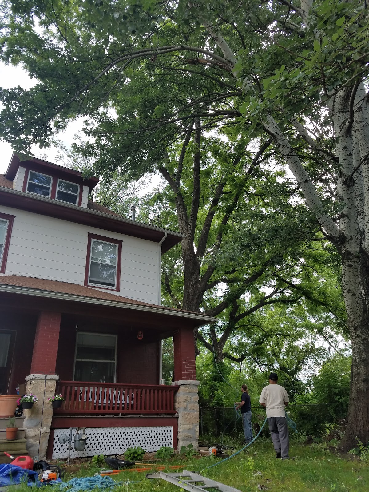 A tree worker in an orange shirt climbing and rigging a large tree beside a house.