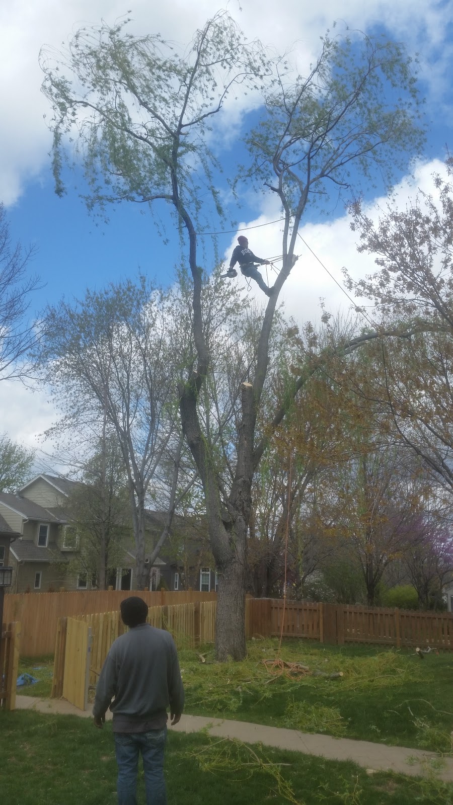A Glorioso tree worker in an orange shirt climbing and rigging a mature tree beside a house.